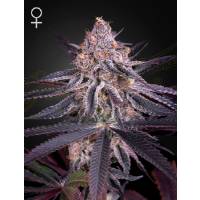 Green House - King’s Juice - 3 Fem