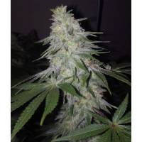 The Grateful Seeds - Blessed by Banana - 5 fem