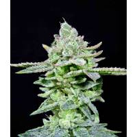 The Grateful Seeds - Dirty Pam - 3 fem