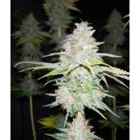The Grateful Seeds - Guava Cake - 3 fem
