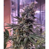 The Grateful Seeds - Hawaiian Pizza - 5 fem