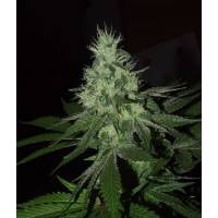 The Grateful Seeds - Frosted Madness - 3 fem