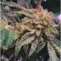 Purple City Genetics - Purple #40 - 3 fem