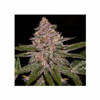 Ripper Seeds - Radical Juice - 3 fem