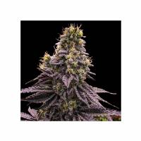 Ripper Seeds - Zombie Bride - 1 fem