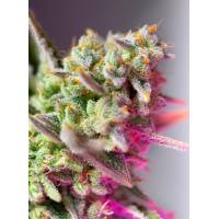 Sweet Seeds - Sweet Mimosa XL - 3+1 Auto