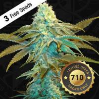 TH Seeds - Vanilla Sundae - 5 fem