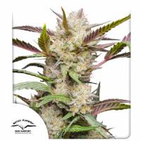 Dutch Passion - Mimosa Punch - 7 Auto