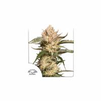 Dutch Passion - Trichome & Cream - 7 Auto
