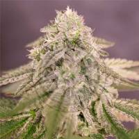 Delicious Seeds - Bay Burger - 3 fem