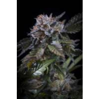Paradise Seeds - White Noise - 5 Fem