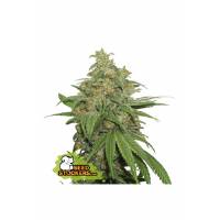 Seedstockers - Auto AK420 - 100 auto