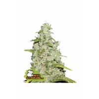 Seedstockers - Auto Amnesia - 3 auto