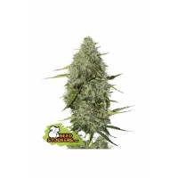 Seedstockers - Auto BCN Critical XXL - 3 auto