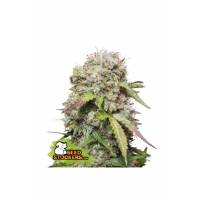 Seedstockers - Auto Jack Herer - 3 auto