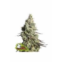 Seedstockers - Auto Moby Dick - 25 auto