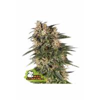 Seedstockers - Auto Northern Light - 3 auto