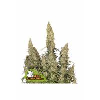 Seedstockers - Auto White Widow - 1 auto