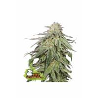 Seedstockers - Auto Cookies and Cream - 5 auto