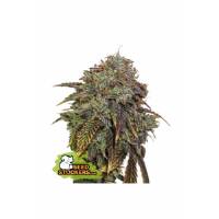 Seedstockers - Auto Gelato 41 - 5 auto