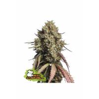 Seedstockers - Auto Gorilla Cookies - 25 auto