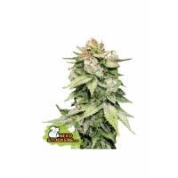 Seedstockers - Auto Gorilla Glue - 1 auto