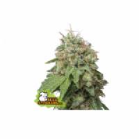 Seedstockers - Auto Green Crack - 1 auto