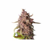 Seedstockers - Auto Purple Punch - 5 auto