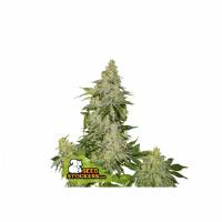 Seedstockers - Auto Sherbet - 250 auto