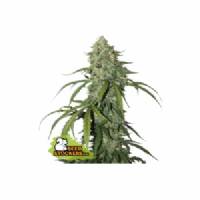 Seedstockers - Auto CBD 1:1 Silver Lime Haze  - 5 auto
