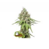 Seedstockers - AK420 - 1 fem
