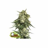 Seedstockers - BCN Critical XXL Fast - 1 fem