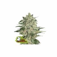Seedstockers - Big Bud - 3 fem