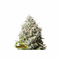 Seedstockers - Jack Herer  - 5 fem