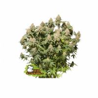 Seedstockers - Moby Dick - 1 fem