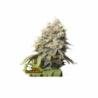 Seedstockers - Bruce Banner - 5 fem
