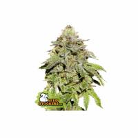 Seedstockers - Cookies and Cream - 1 fem