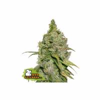 Seedstockers - Do Si Dos - 100 fem