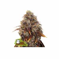 Seedstockers - Gelato 41 - 25 fem