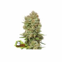 Seedstockers - Green Crack - 25 fem