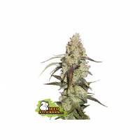 Seedstockers - Runtz - 1 fem