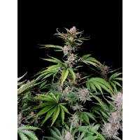 Fast Buds - Auto Cherry Cola - 1 auto