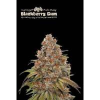 Seedstockers - Superior Auto Blackberry Gum - 3 auto
