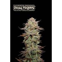 Seedstockers - Superior Auto Sticky Fingers - 1 auto