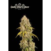 Seedstockers - Superior Santa Marta Haze - 1 fem