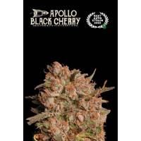 Seedstockers - Superior Auto Apollo Black Cherry - 3 auto