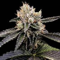 DNA Genetics - Cataract Cake - 3 fem
