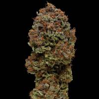 Humboldt Seed Company - Blueberry Muffin - 5 fem Seeds