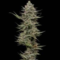 Humboldt Seed Company - Family Jewels - 5 fem