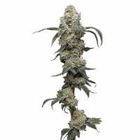 Humboldt Seed Company - Farmer's Daughter - 5 fem